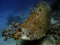   Wreck sailing boat Abu Galawa Soraya Fury Shoals. Canon G9 Shoals  